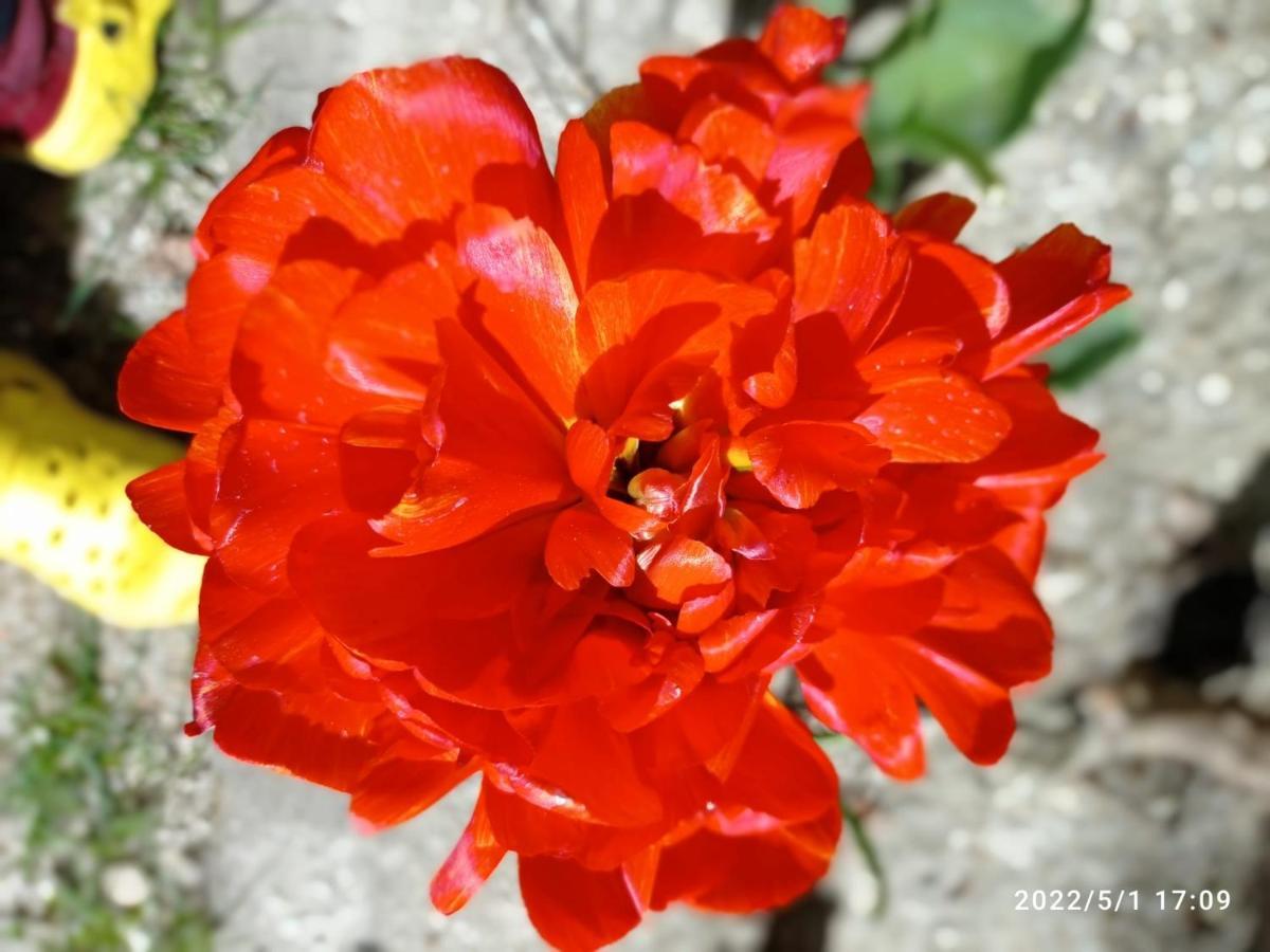 Bustarviejo Casa De Huespedes Villa De Las Hortensias מראה חיצוני תמונה